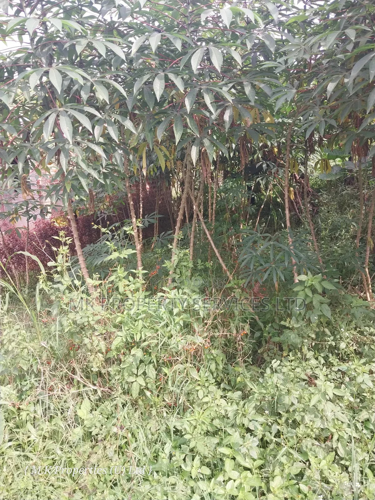 Quick Sale Plot in Matugga Kavule