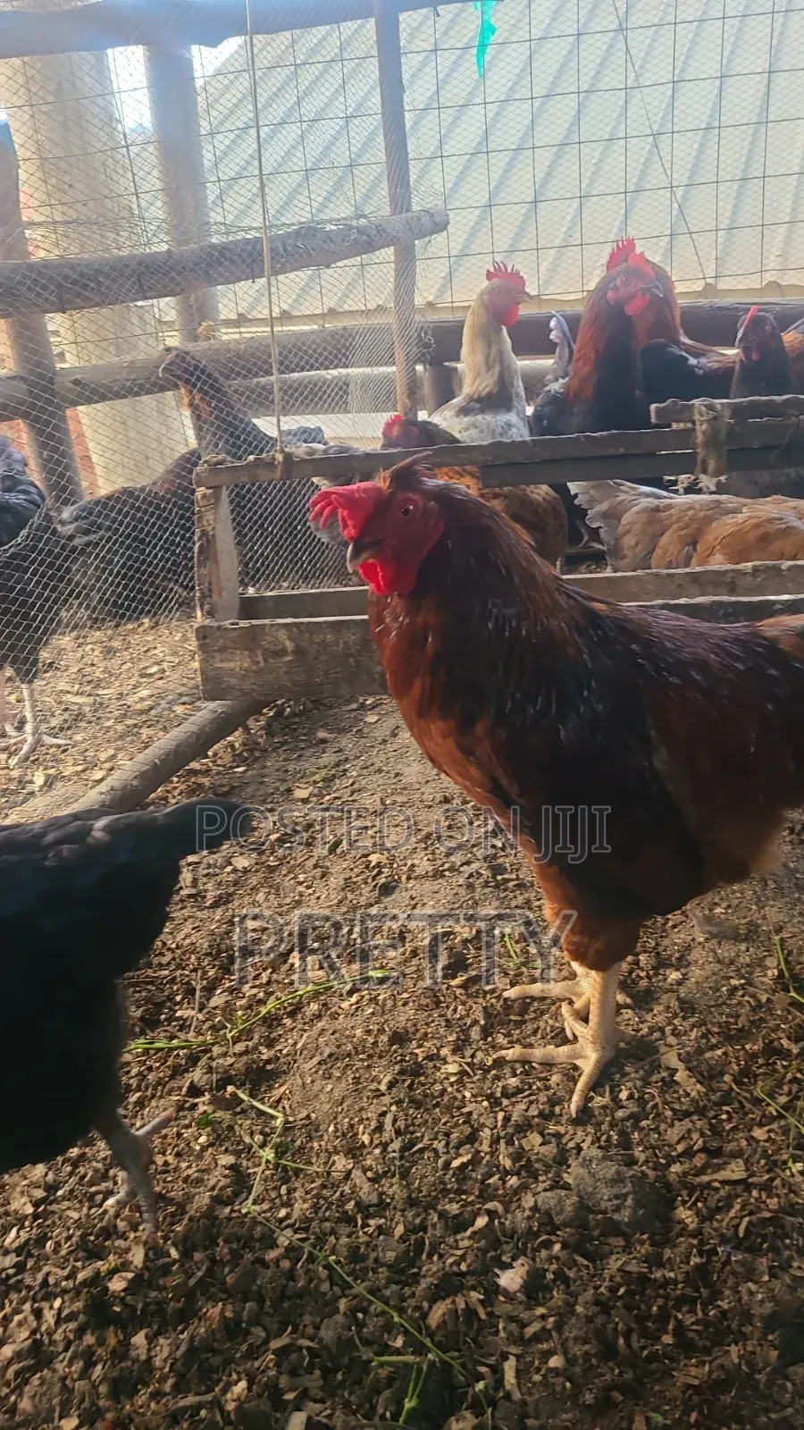 Local Chicken, Best Breed