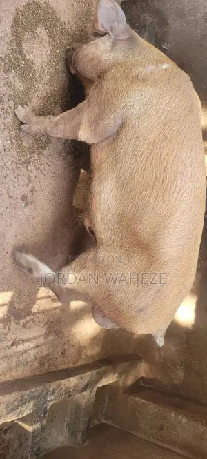 Duroc Boar