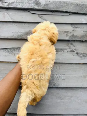 1-3 months Male Purebred Poodle