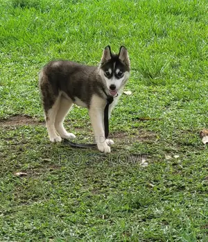 3-6 months Male Purebred Siberian Husky