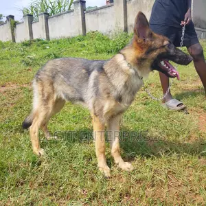6-12 months Female Purebred German Shepherd