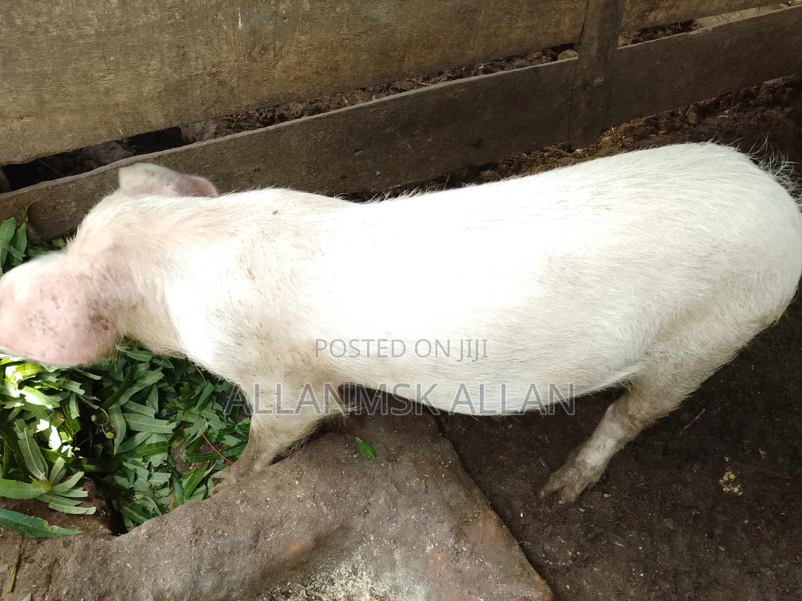 Large White Pigs