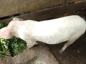 Large White Pigs