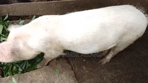 Large White Pigs