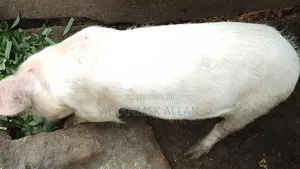 Large White Pigs