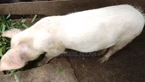 Large White Pigs