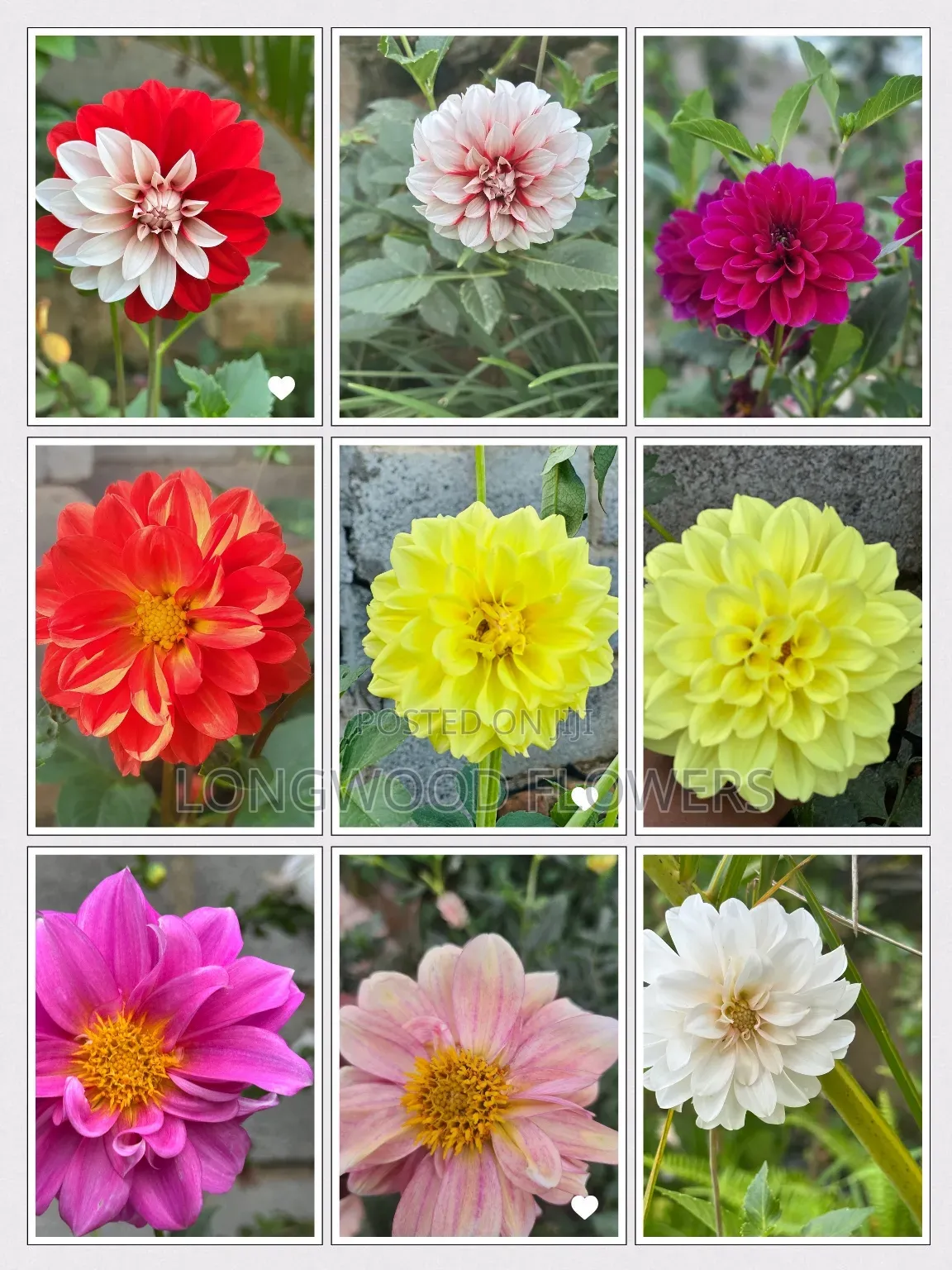 Flower Seeds