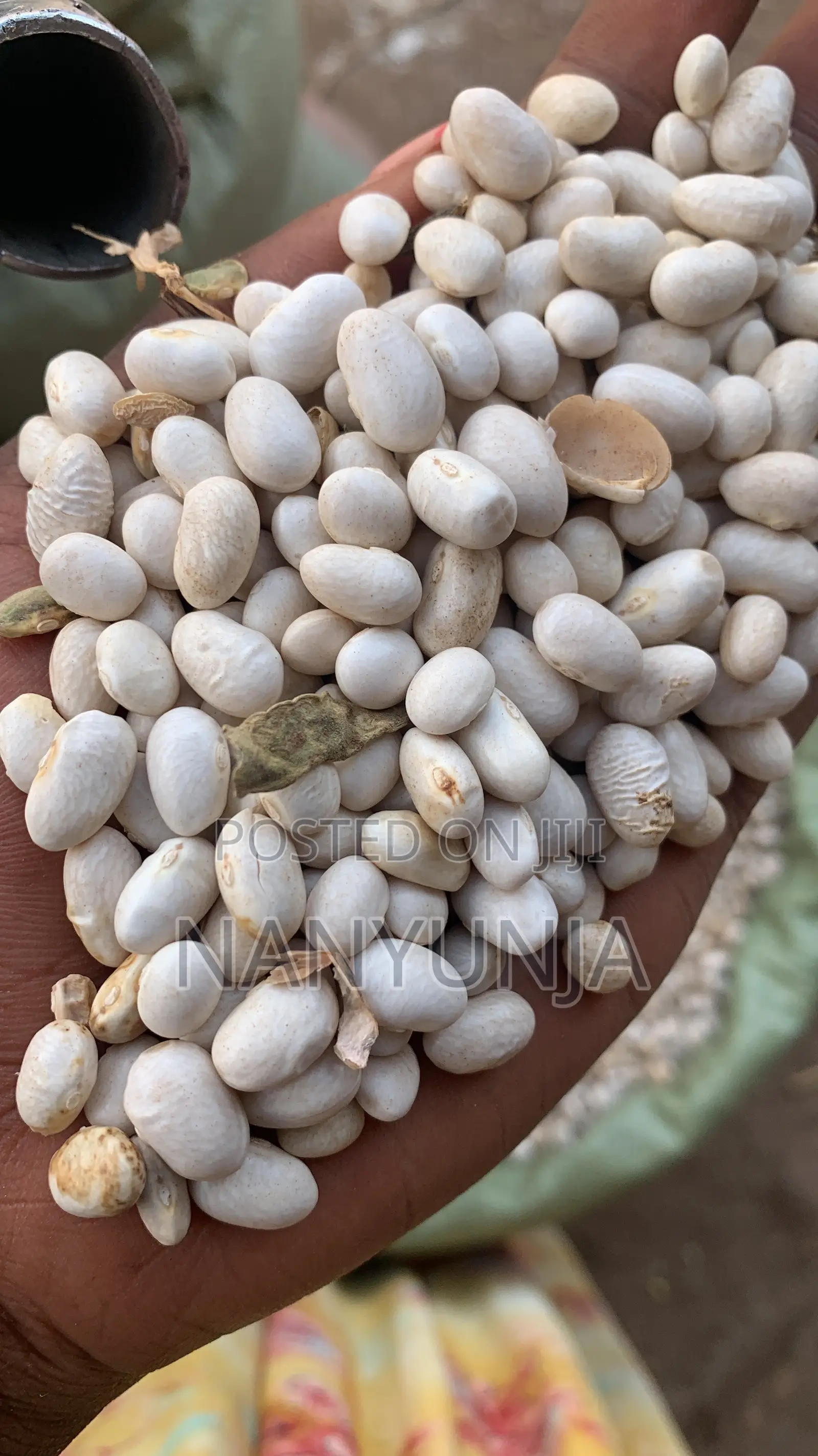 White Beans