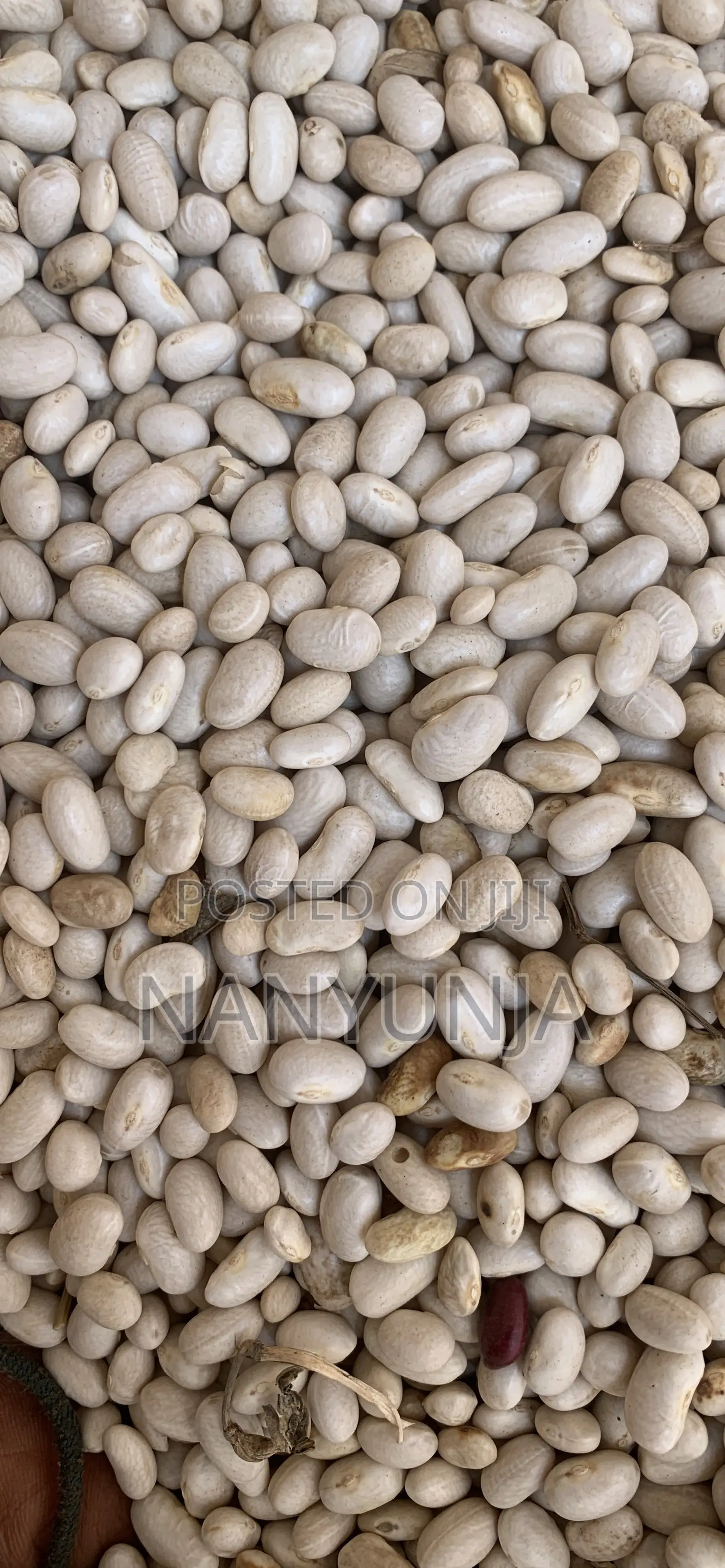 White Beans
