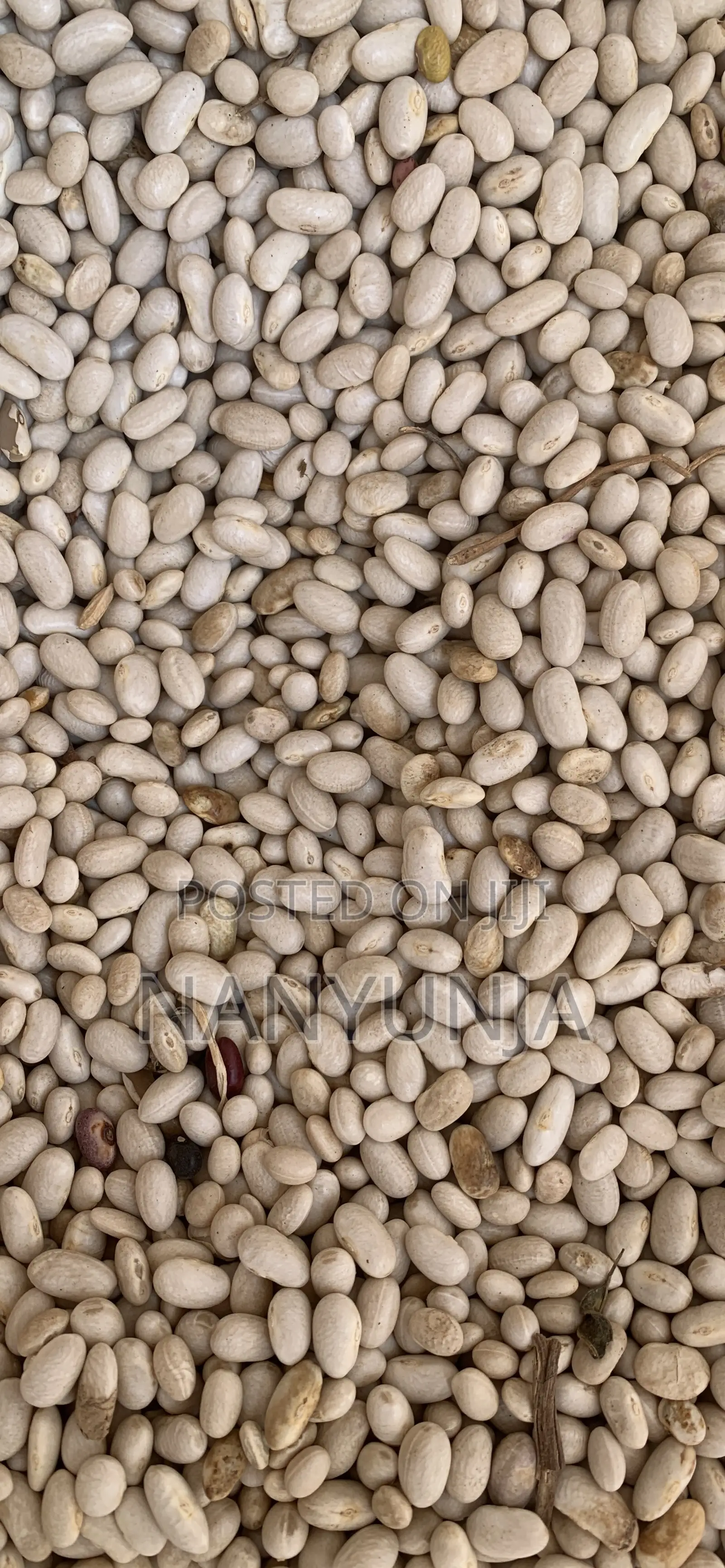 White Beans