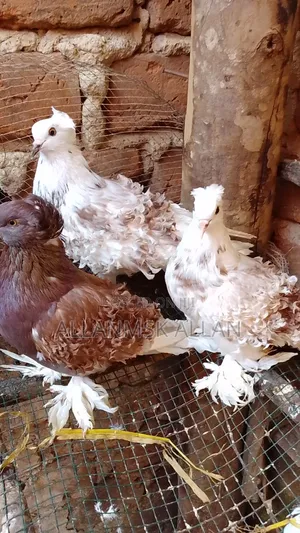 Frillback Pigeon
