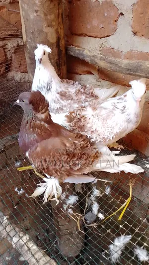 Frillback Pigeon