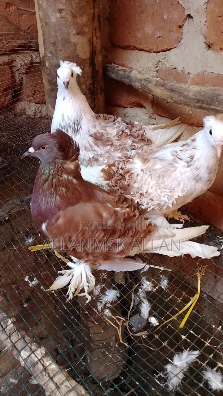 Frillback Pigeon