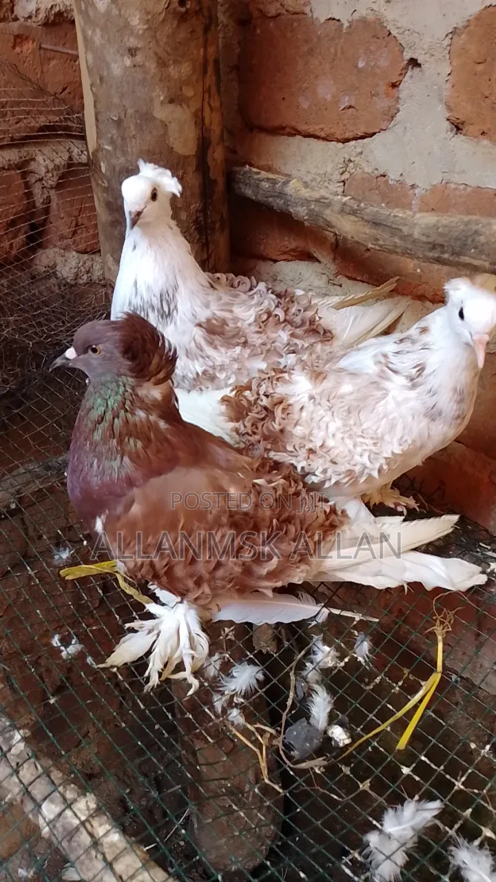 Frillback Pigeon
