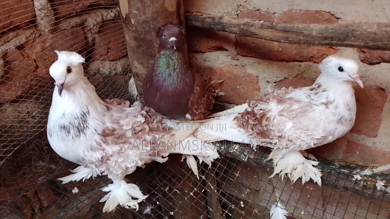 Frillback Pigeon