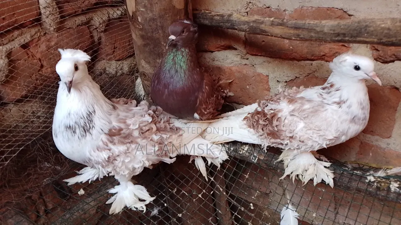 Frillback Pigeon
