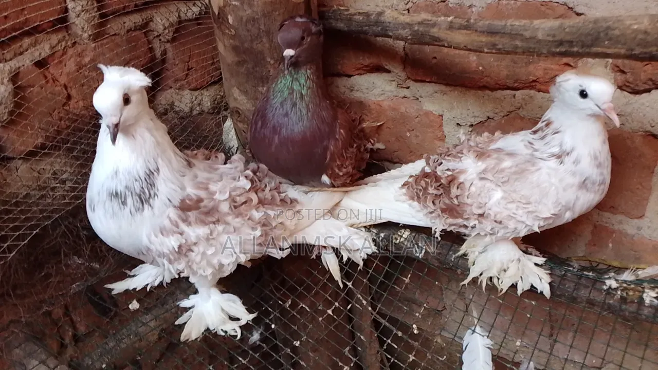 Frillback Pigeon
