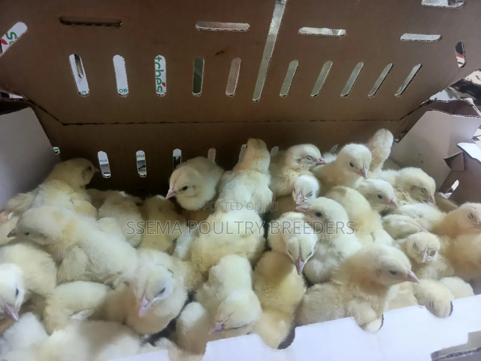 Cob 500 Broilers Fast Maturing Breed