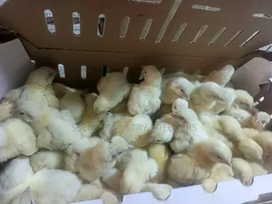 Cob 500 Broilers Fast Maturing Breed