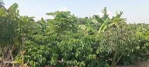 2acres of Coffee in a Well Developed Area at Kammengo