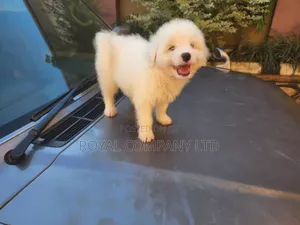1-3 months Male Purebred Maltese