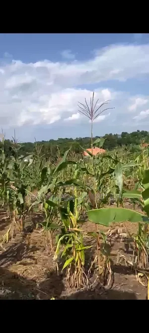 Plot on Sale