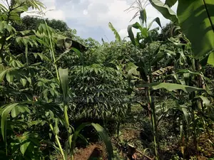 Buzibwera Kyikusa Farmland Estate