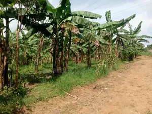Buzibwera Nansaka Farmland