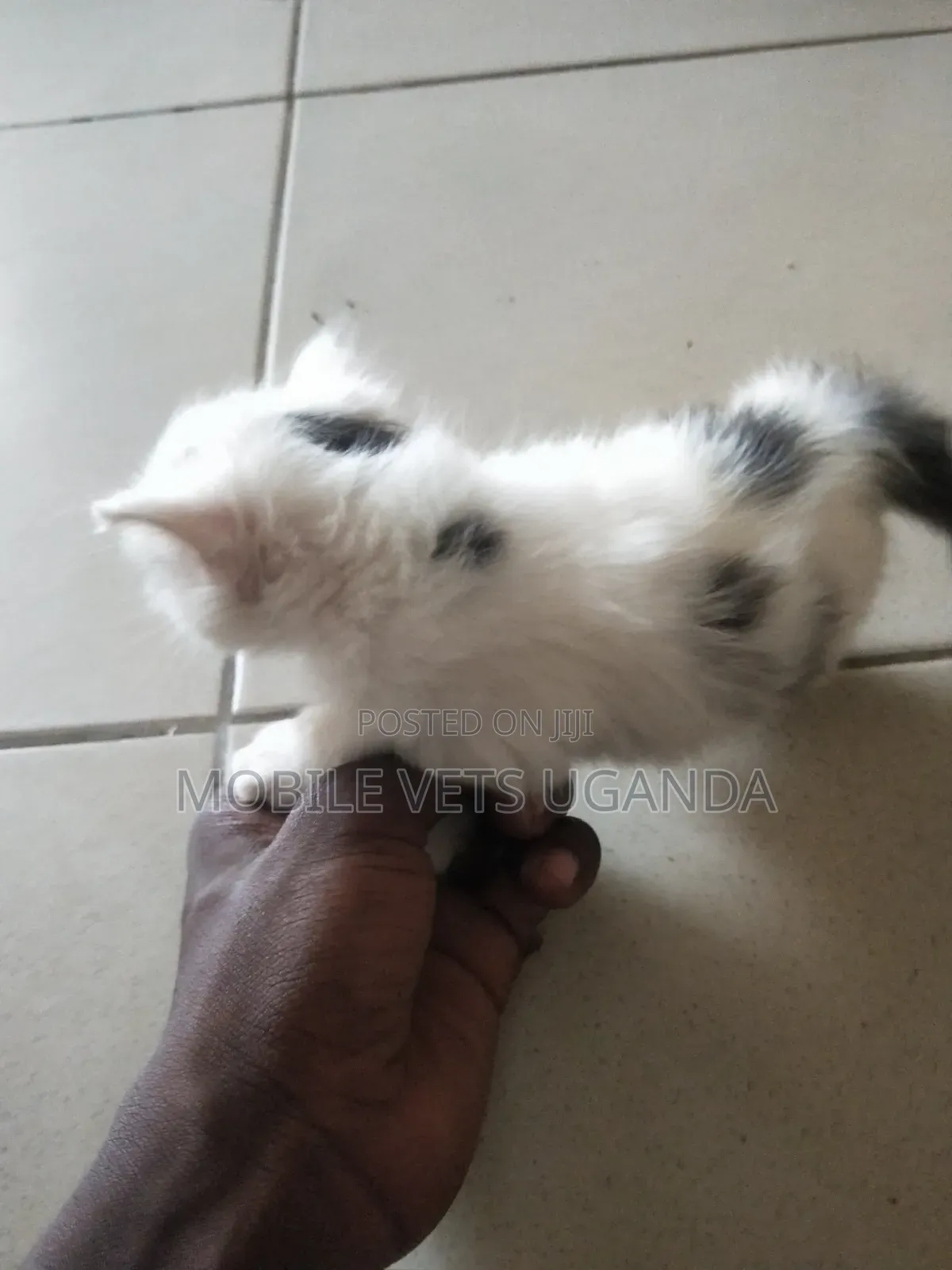 1-3 months Male Purebred Bombay
