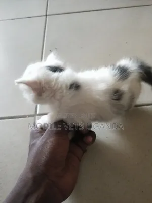 1-3 months Male Purebred Bombay