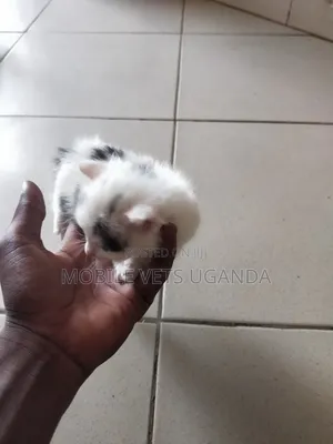 0-1 month Male Purebred American Shorthair