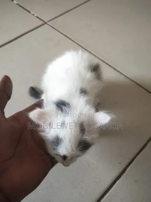1-3 months Male Purebred American Bobtail