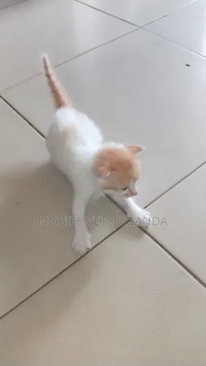 1-3 months Male Purebred American Shorthair