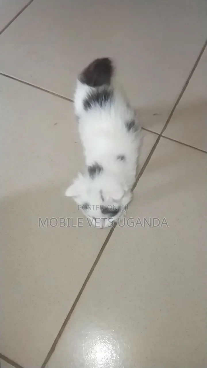 1-3 months Female Purebred Russian Blue