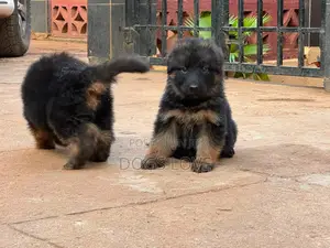 1-3 months Male Purebred German Shepherd