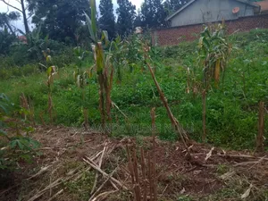 50 by 100 Titled Land