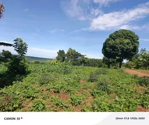  Busika Kalagala Town Council Plots for Sale