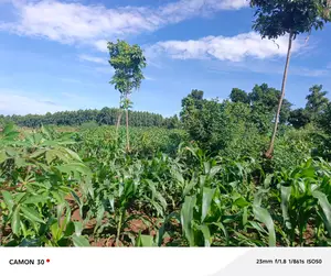 Bugema Hostel Estate View Plots for Sale