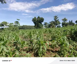 Bugema Hostel Estate View Plots for Sale