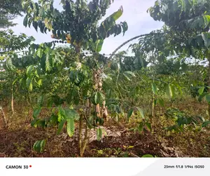 Plot for Sale – Nabinene, Kyotera