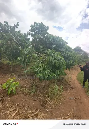  Farmland for Sale – Masaka