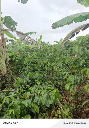  Farmland for Sale – Masaka