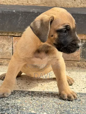 1-3 months Male Purebred Boerboel