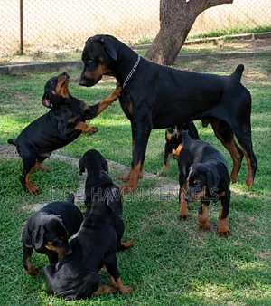 1-3 months Male Purebred Doberman Pinscher