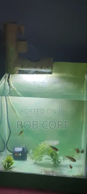 Rechargeable Aquarium With Fish