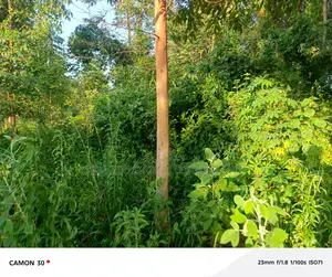 3 Plots For Sale – Matugga Sanga At 24m/Plot