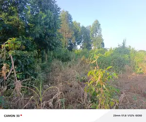 Buzibwera Tokekulu Estate : Prime Agricultural Land At 13m Per Acre