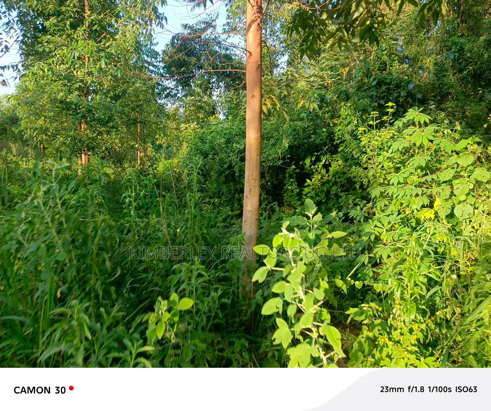  Busika – Plot Deal