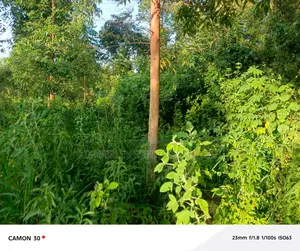  Busika – Plot Deal